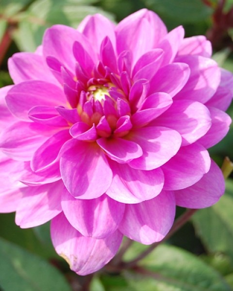Dahlia Lavender Perfection6